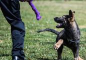 Yunnan Kunming first clone police dog is formal "