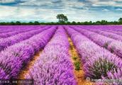 Meandering is in lavender beautiful sea, light sme