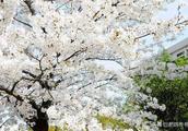 Section of Wuhan university oriental cherry admire