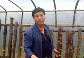 Shaanxi farmer backer has mountain, let 1.5 wood open a chrysanthemum, need not give a village year