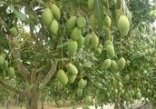 Why can cultivated mango have disease of black hea