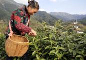 10 big well-known tea of Chinese - yellow Shan Maofeng, tea garden of high mountain of rich brook of