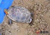 Prepare matter to the front of perfectness chelonian produces an egg from the novice