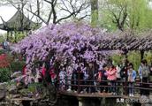 The Suzhou gardens in spring, got the figure that the wistaria spends how less