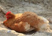 The chicken that produces an egg hatched, should m
