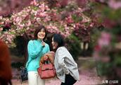 Oriental cherry of Zhengzhou university campus spends the right season or time, the female undergrad