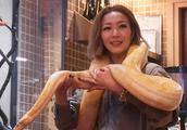 Live boa constrictor of Zheng excellent article pe