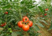 Grow tomato, this problem is not solved, tomato de