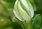 Does Cape jasmine flower have " petal " do not b