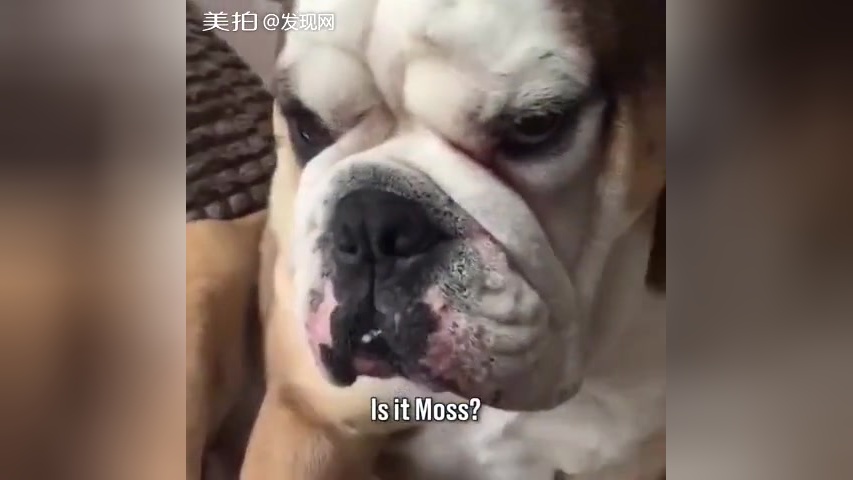 狗狗:就是我干的!你能把我咋滴?西瓜视频