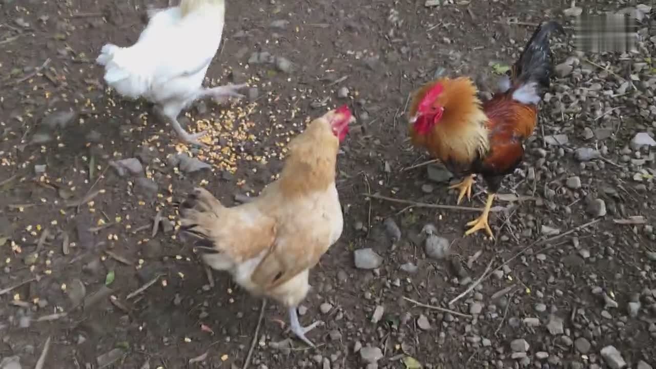 斗鸡小公鸡对战土母鸡
