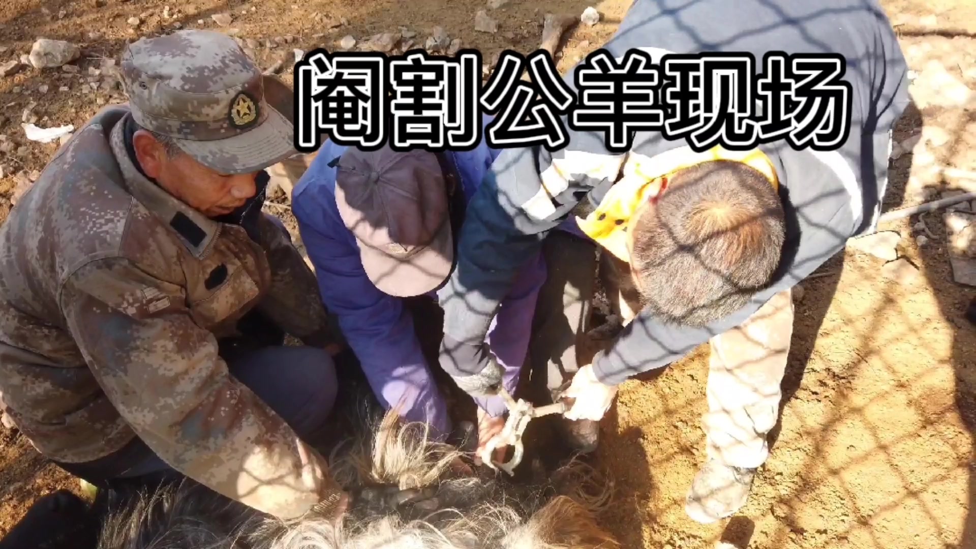 农村阉割公羊尖叫惨烈此后告别幸福生活
