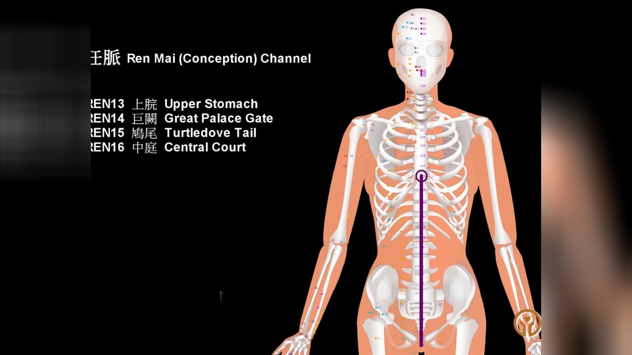 聚国医:十二经脉任脉3D动图及各穴位说明西瓜视频