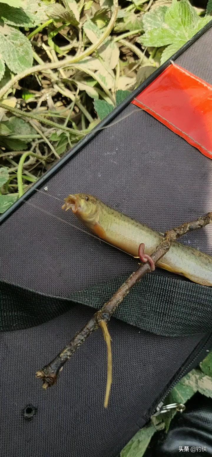 钓个泥鳅[酷拽][酷拽][酷拽]