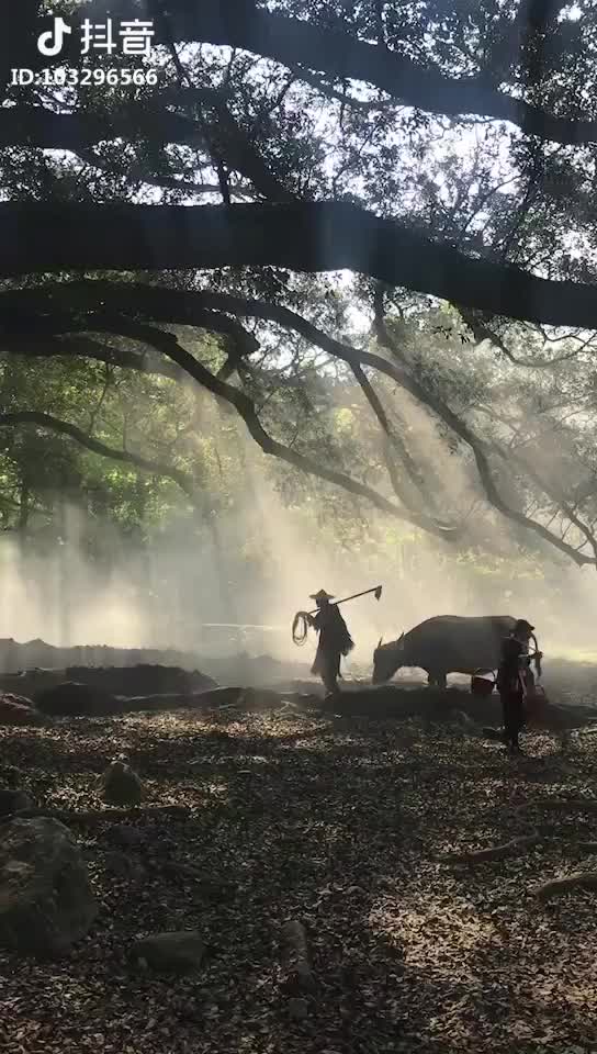 古树晨曦枝叶繁 老叟躬耕牛欢快