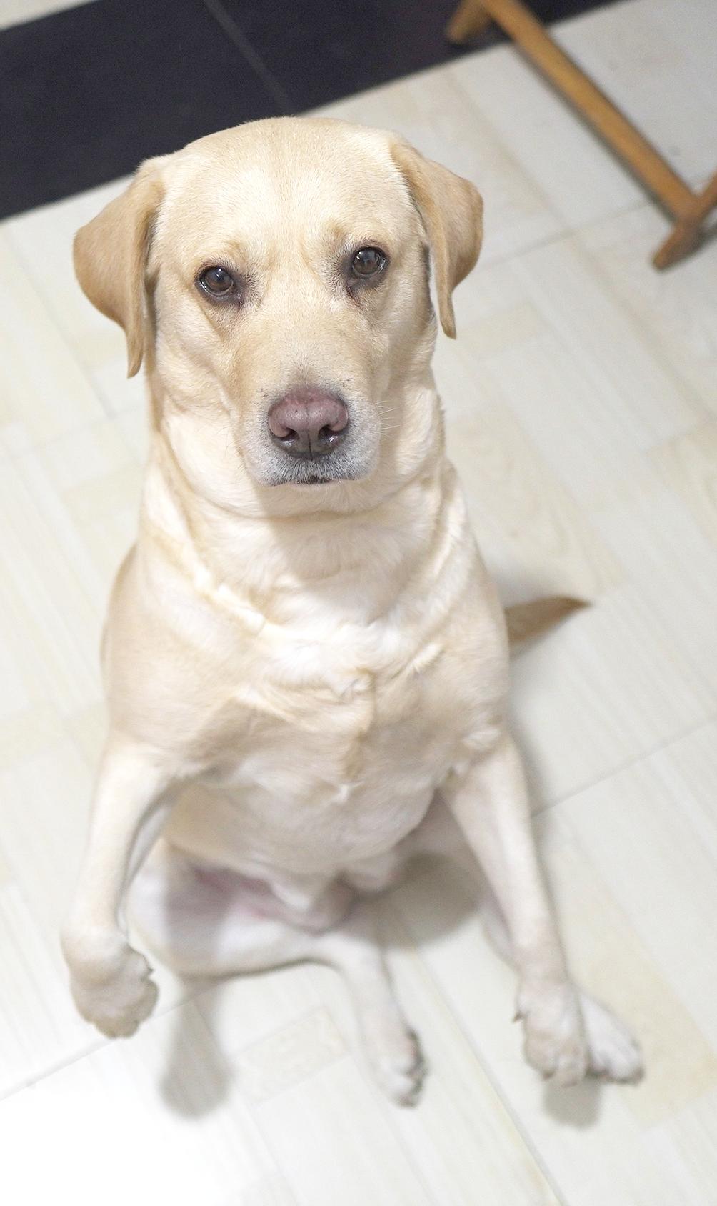 拉布拉多犬擁有的一項特殊技能,不會這項技能都不好意思稱為吃貨