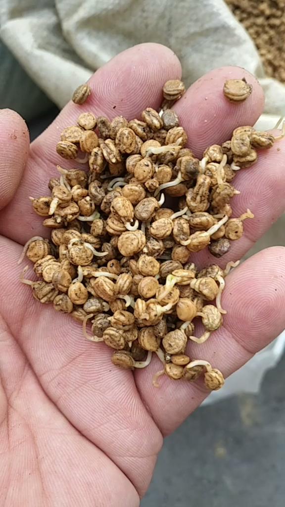 因疫情严重,人参市场已关闭,种子都发芽了