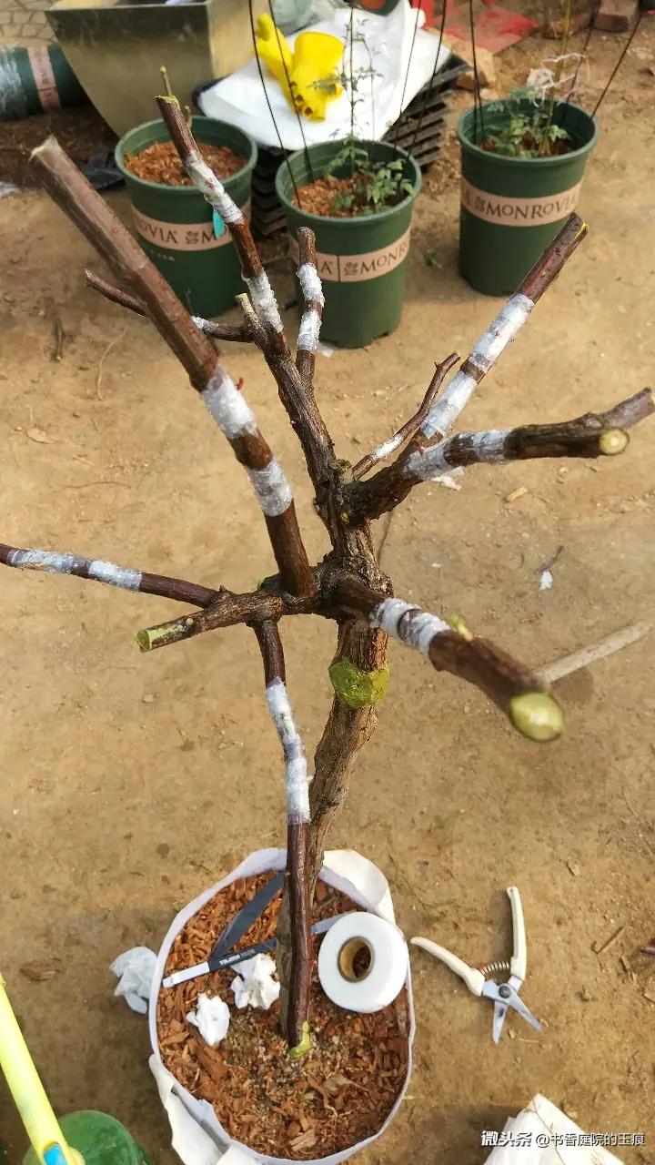 树玫瑰(树状月季)嫁接，接穗带木质部和不 - 今日头条(www.toutiao.com)