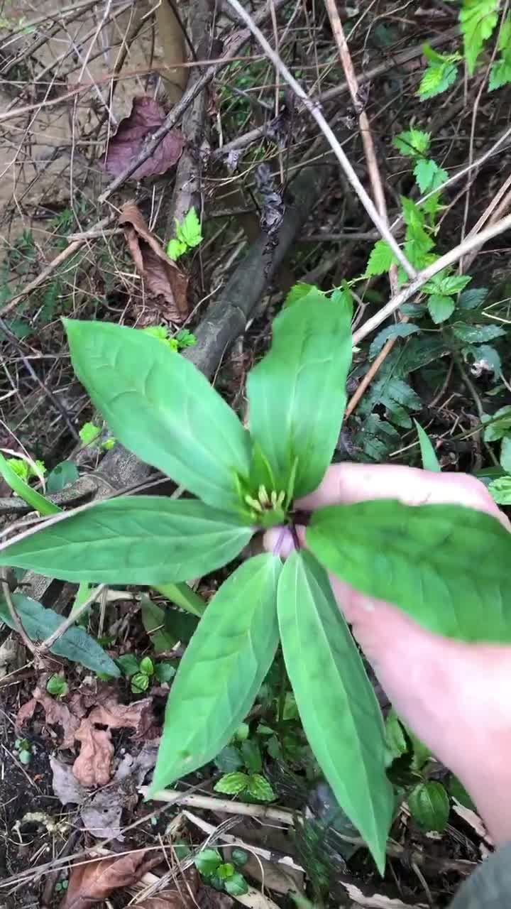 农村药王,七叶一枝花