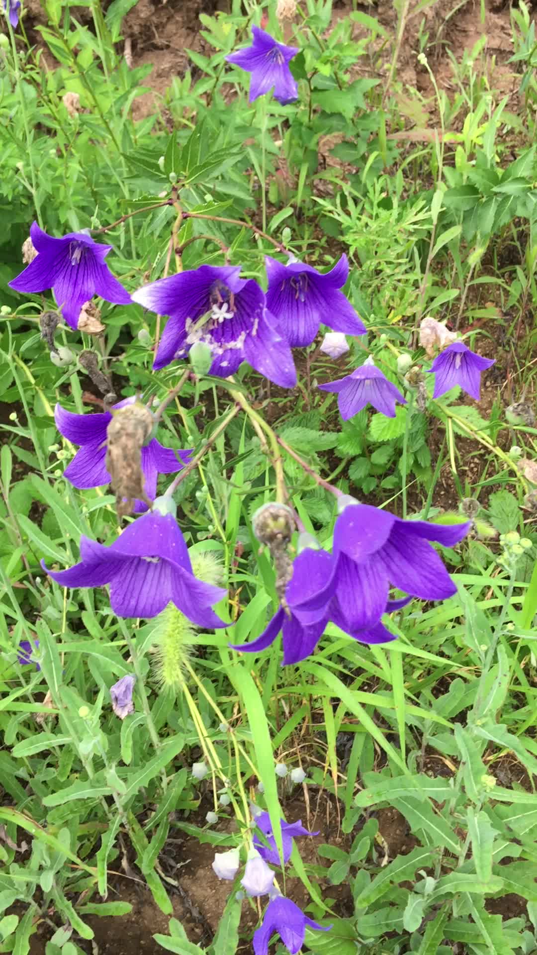 野生桔梗开花了.