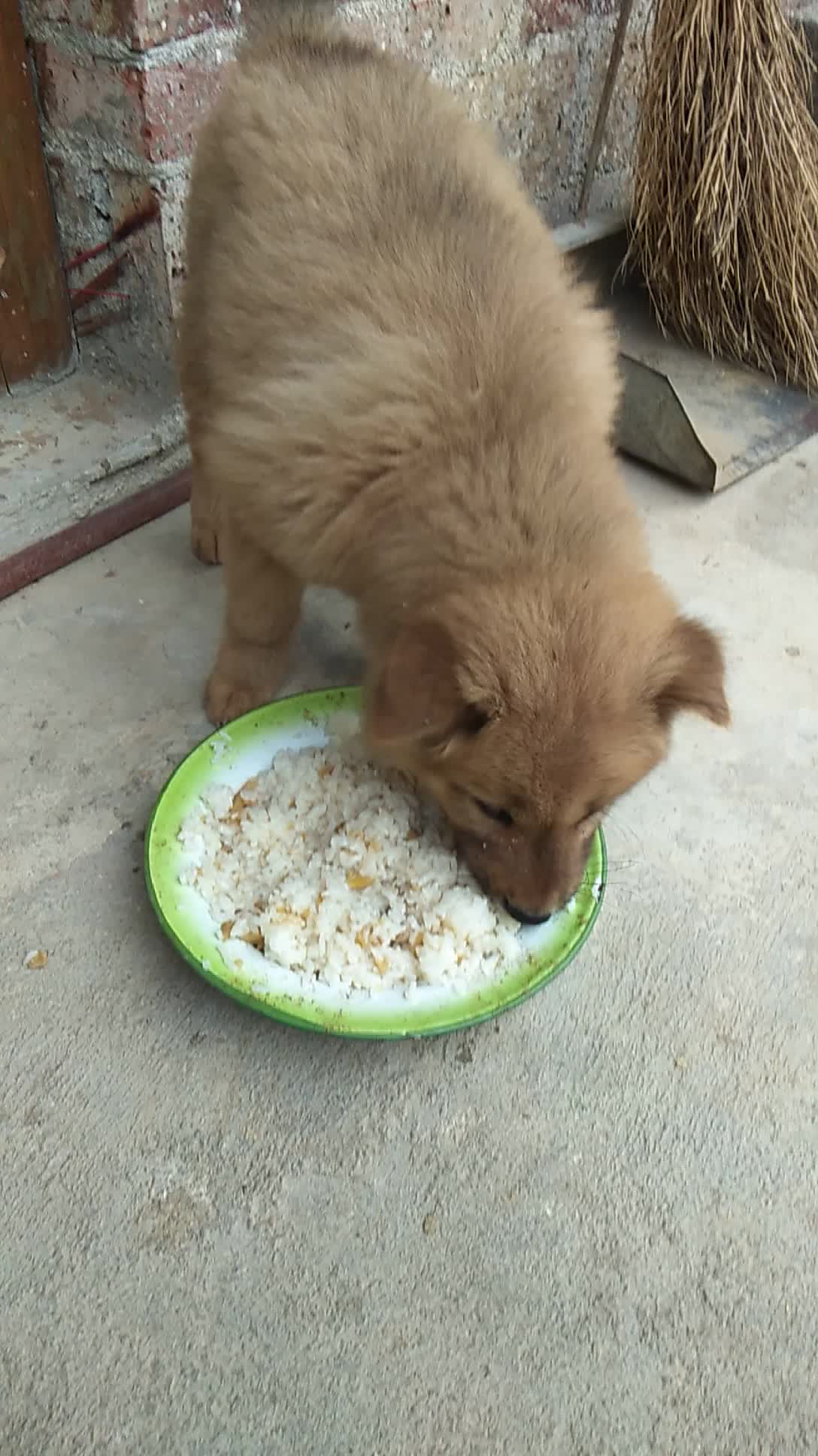 毛绒绒的小狗吃饭了