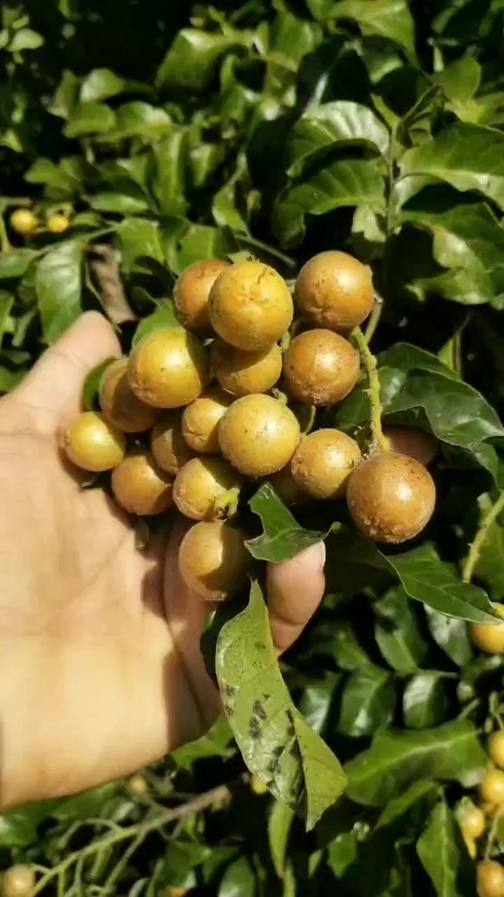 一方山水养一物,坐标海南儋州大成南吉村,百年黄皮园.集中上市～#黄皮