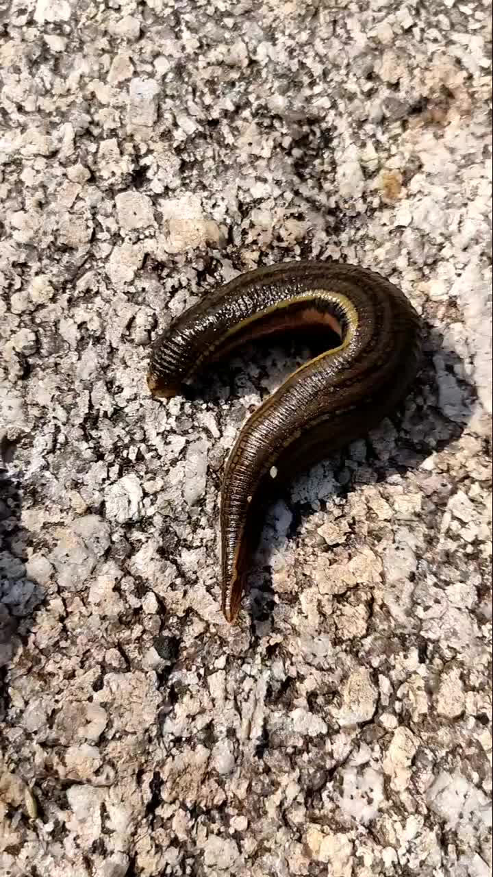 谁见过这么大的蚂蟥