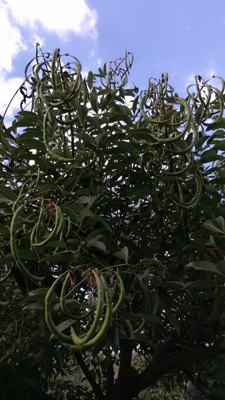 看看我家这四季豆树安逸不,一年要摘40多斤