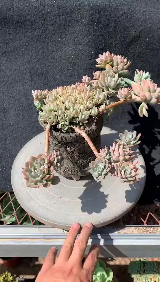 大美紫卡,虽然有些颜色褪去,不过依然很美#多肉