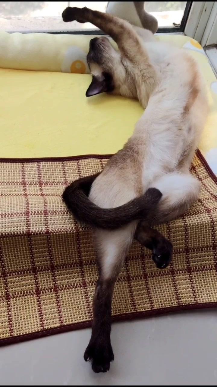 挑战全网睡姿最妖娆的猫咪!#dou热门 #头条宠物 #宠物日常