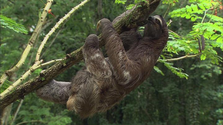 树懒的四肢末端都长有巨大弯曲类似弯钩的爪子