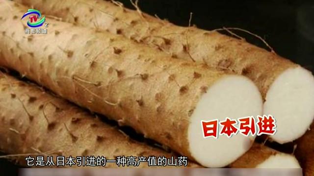 日本大和山药