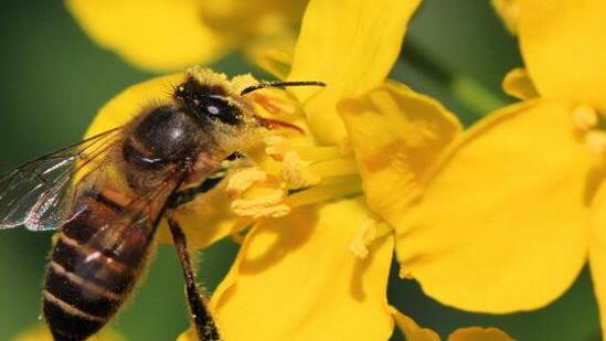 蜜蜂飞进家里预示什么 蜜蜂飞进家里预示什么呢