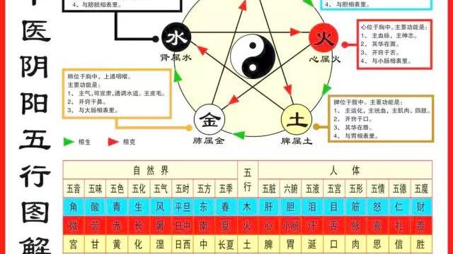 五脏六腑的相互的关系和五行的关系它们的联系