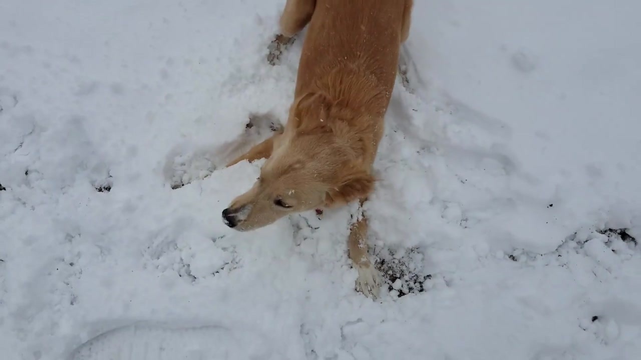 狗狗冻得瑟瑟发抖牙齿也被冻得哆哆嗦嗦网友炫齿白