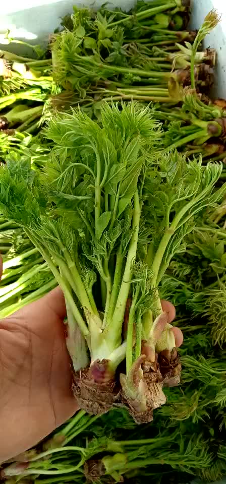 长白山新鲜山野菜 - 西瓜视频
