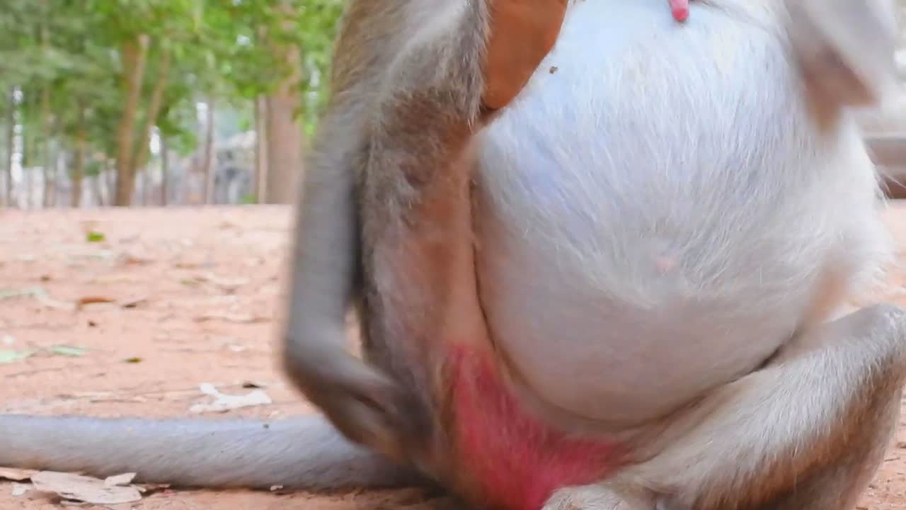 哇塞这只怀孕的母猴肚子也太大了吧有没有可能是双胞胎