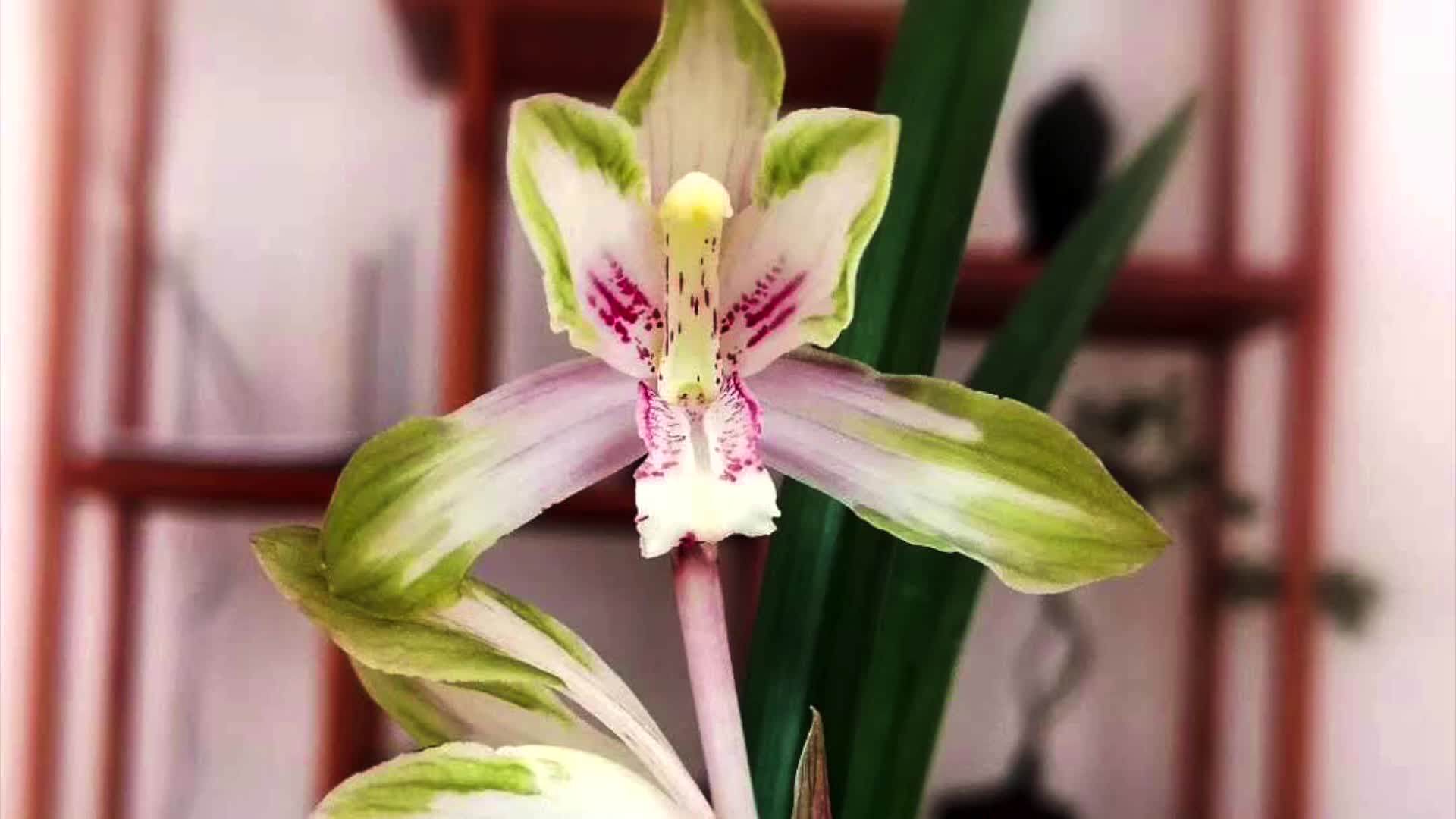 春剑品名「翠冠」草先明艺 中透花#兰花 - 西瓜视频