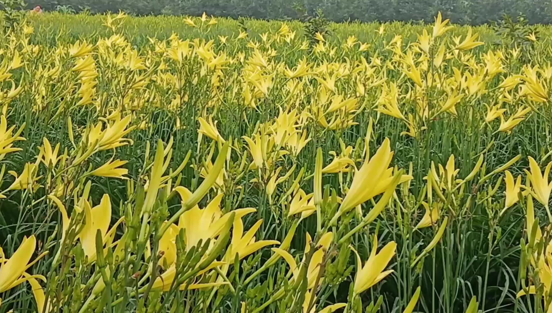 河南灵宝大量黄花菜扔地里无人采摘