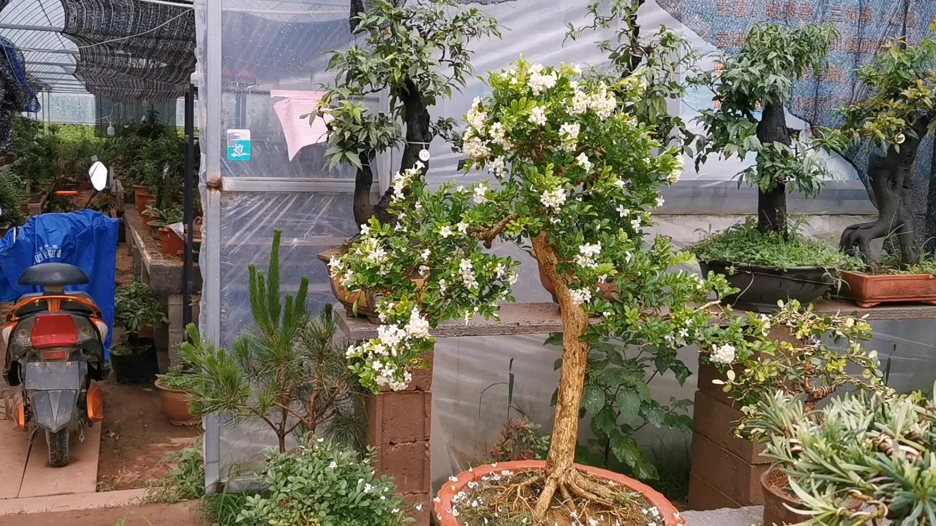 九里香盆景开花了香味特别浓花的香味真的能飘九里远吗