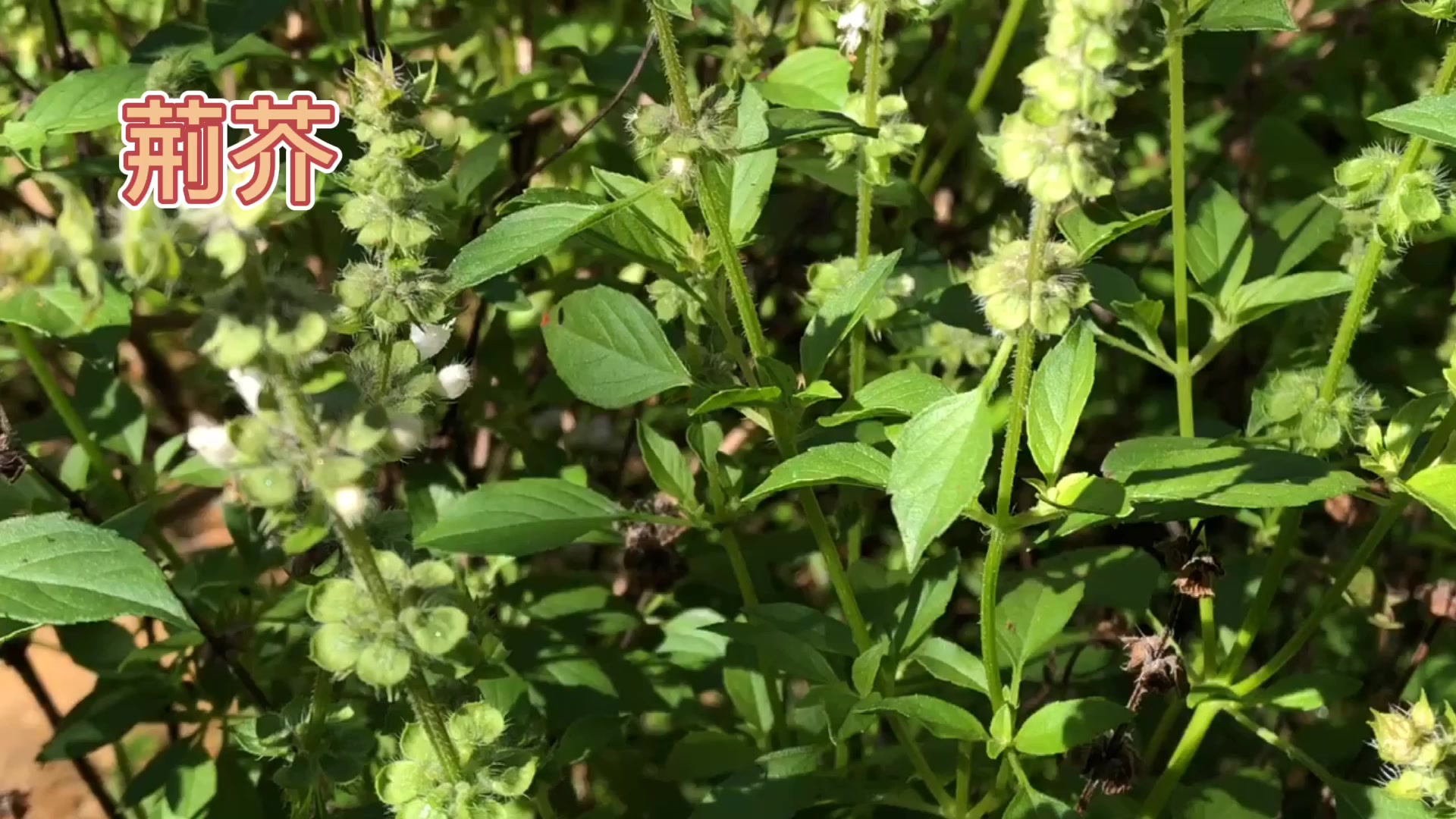 身邊的草藥314荊芥疏風解表透疹止血的草藥