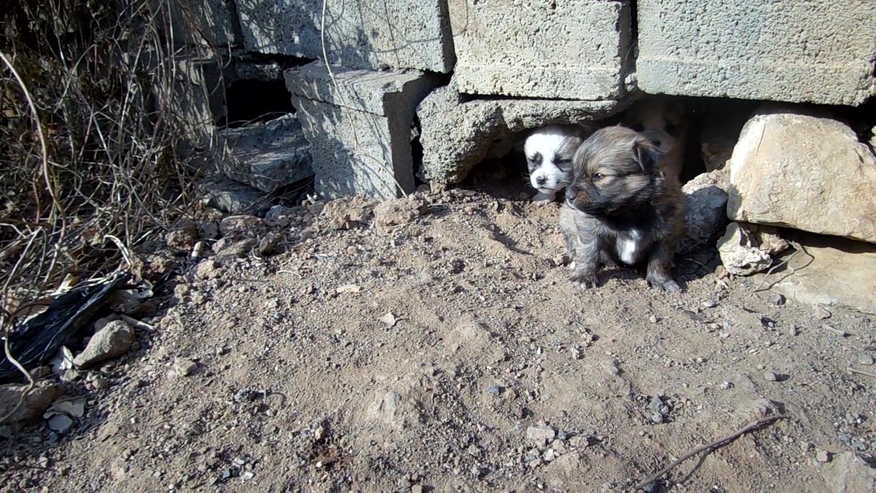 第二次去看流浪小狗原来它们有5只我家小金毛居然很害怕他们