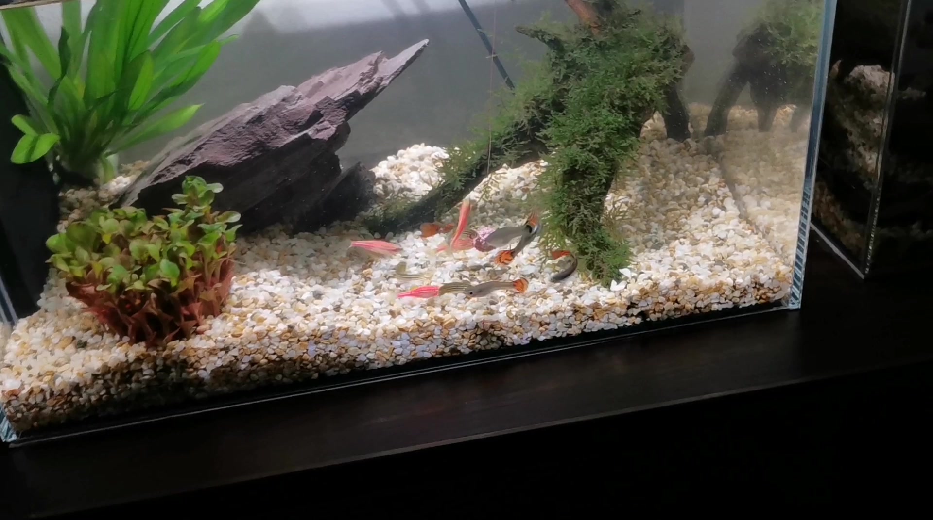 桌面鱼缸养斑马鱼好玩儿