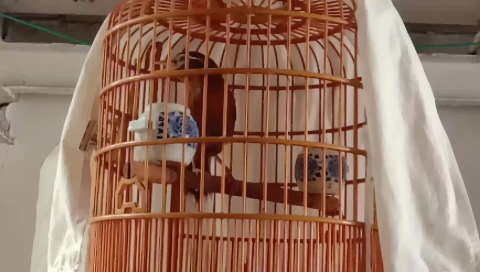 贵州极品画眉鸟鸟王打鸟一只鸟上性的鲨鱼嘴价值7000好斗好叫