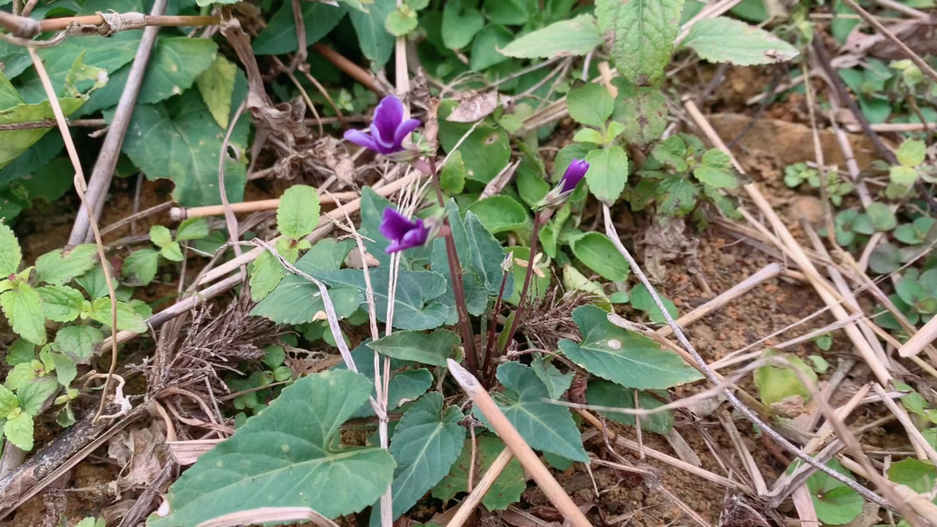 紫花地丁炖肉图片