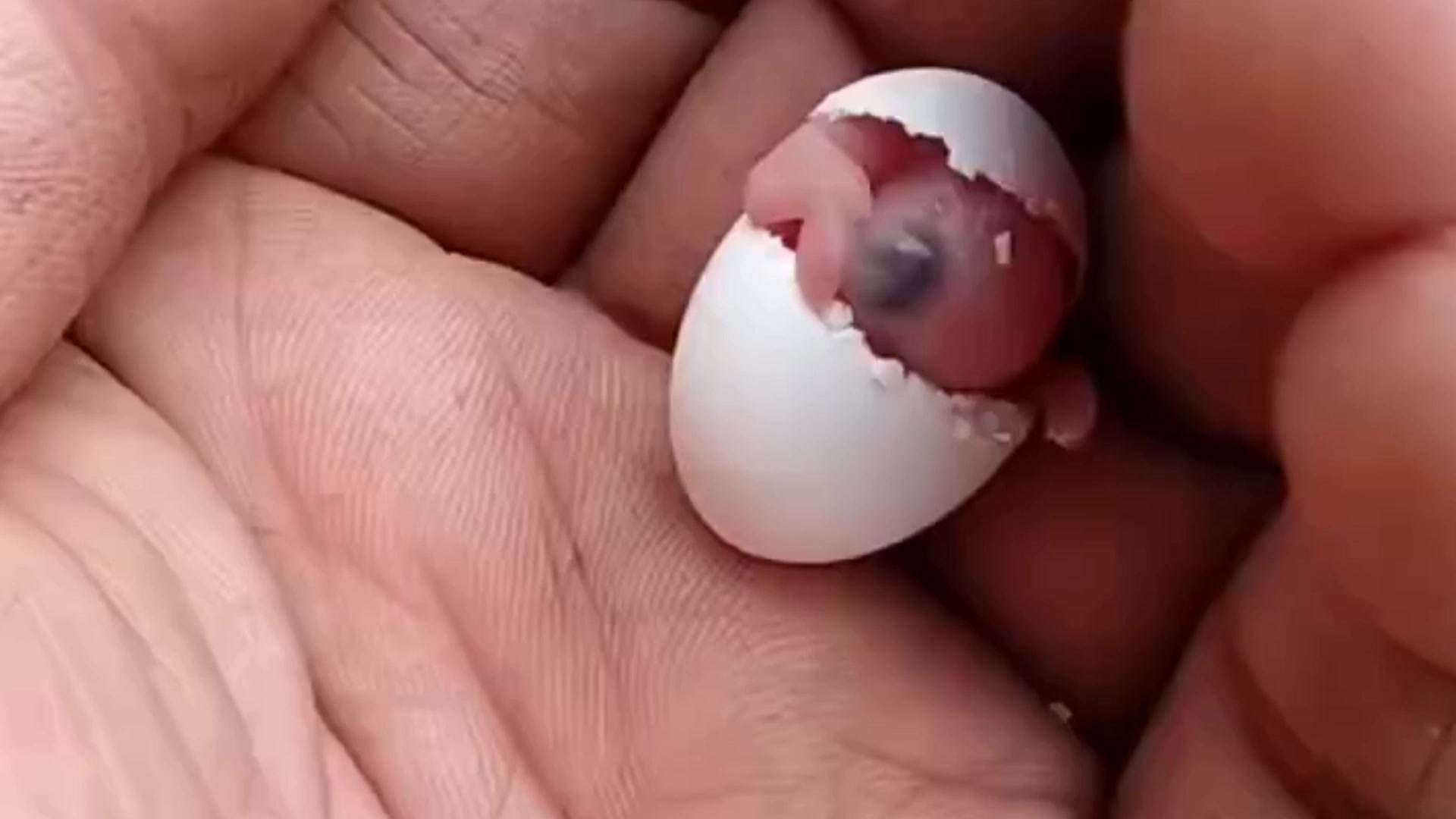 虎皮鹦鹉孵化出壳的那一刻太萌了