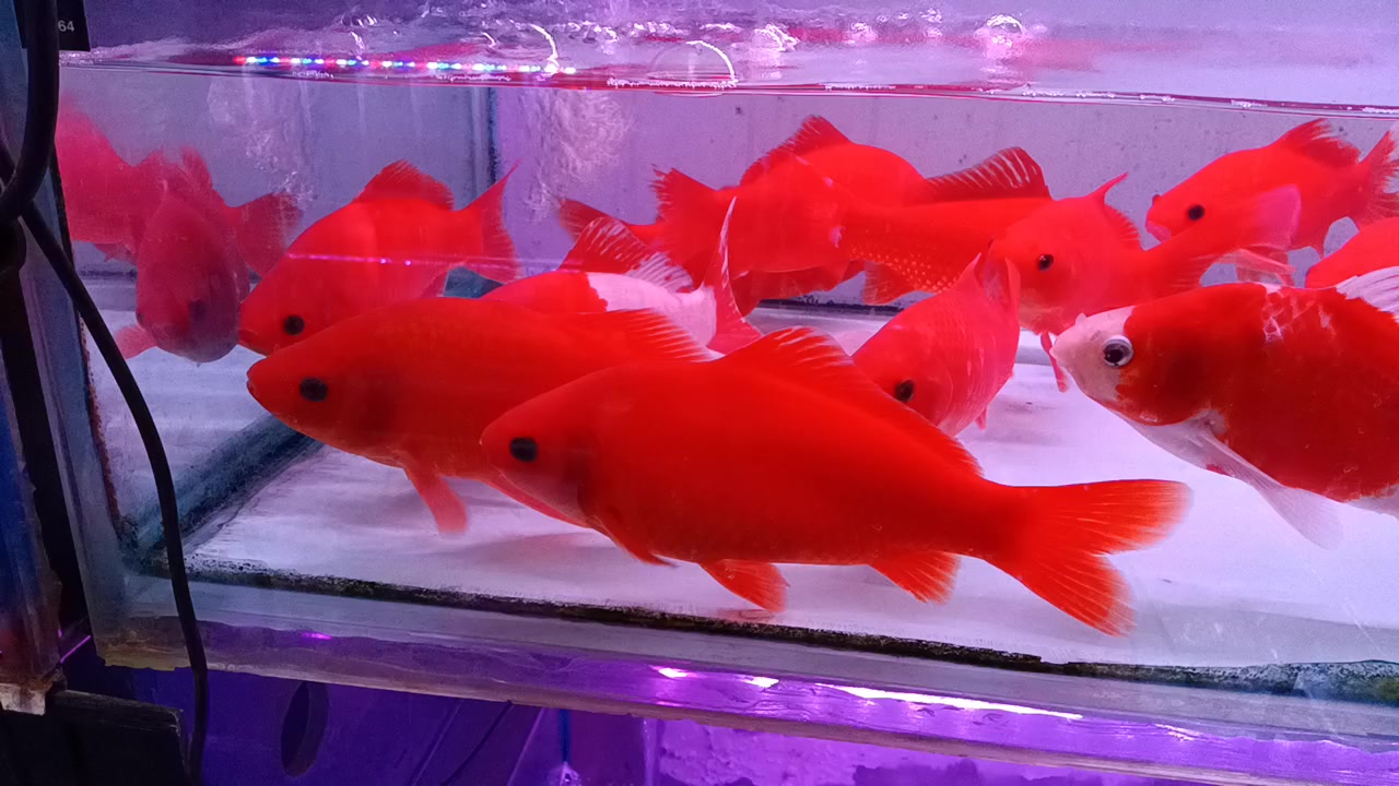 冷水鹦鹉既好养又便宜很精神的一款鱼啊你养试试