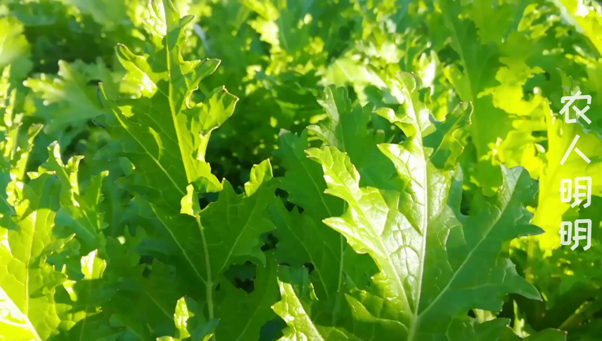 在农村见过雪里蕻吗?