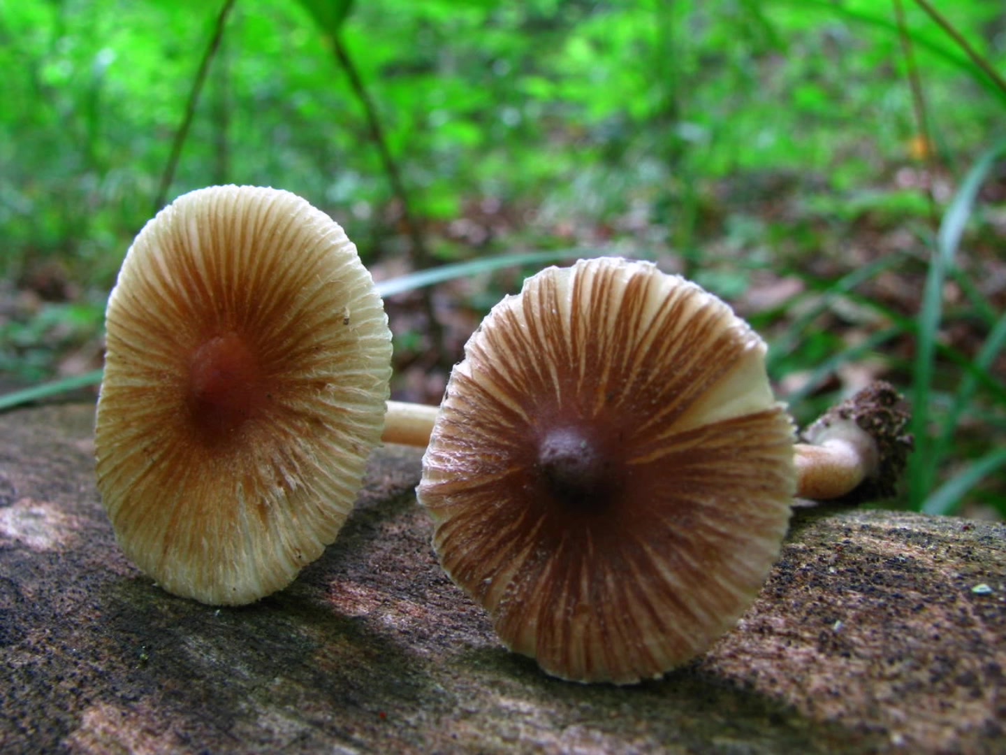 山东常见毒蘑菇之裂丝盖伞