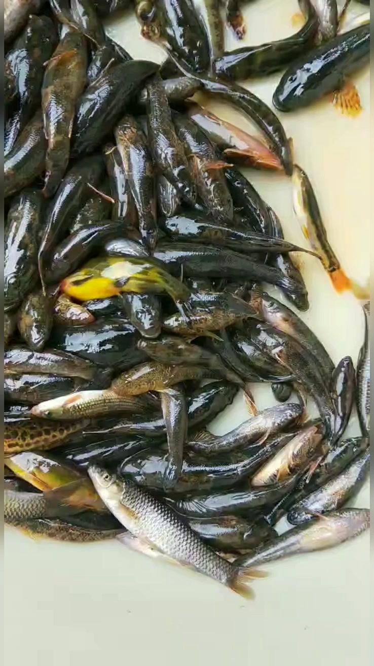 野生河鱼杂鱼品种图片